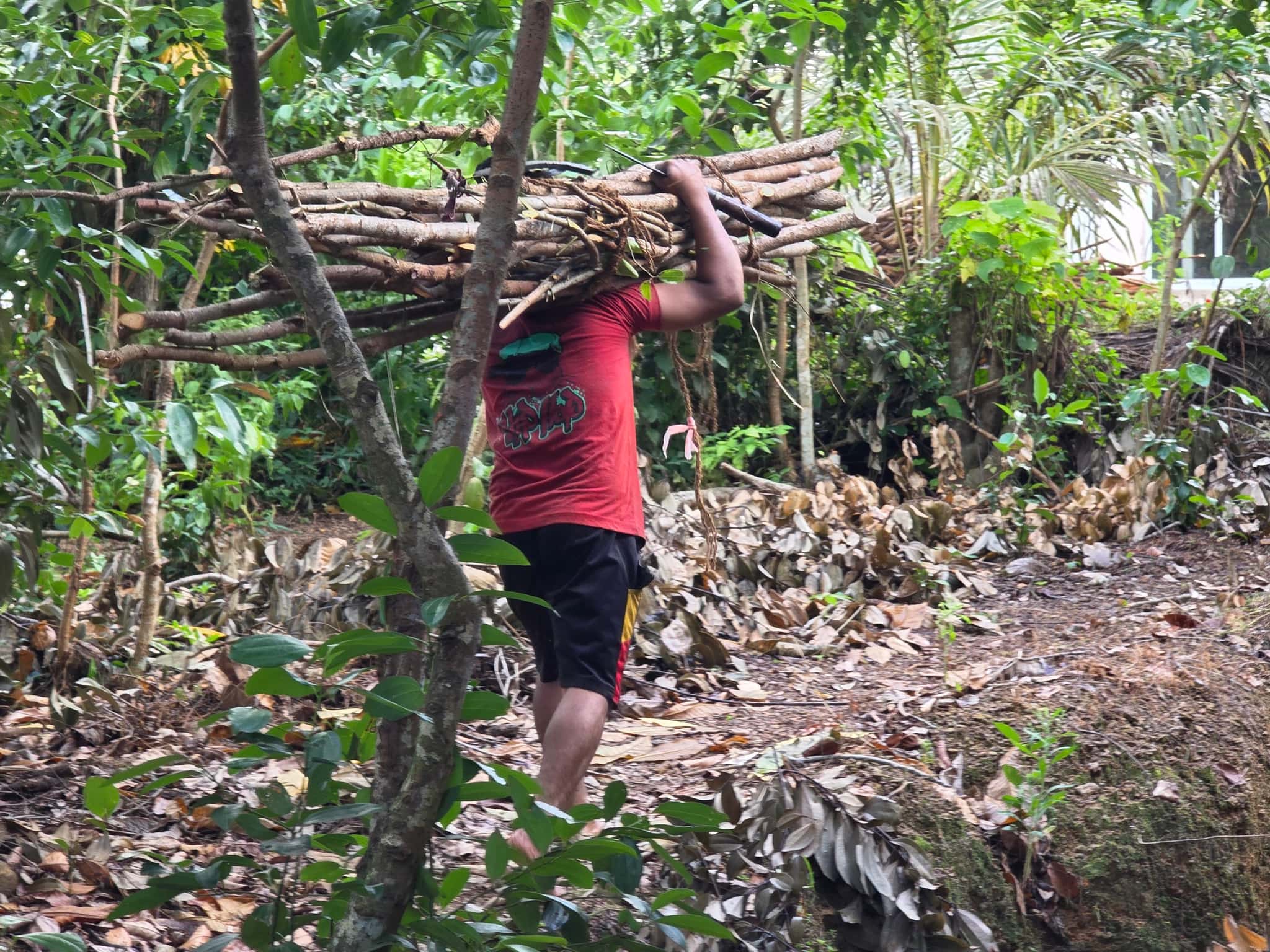 A worker carrying a bundle of freshly harvested cinnamon sticks over his shoulder