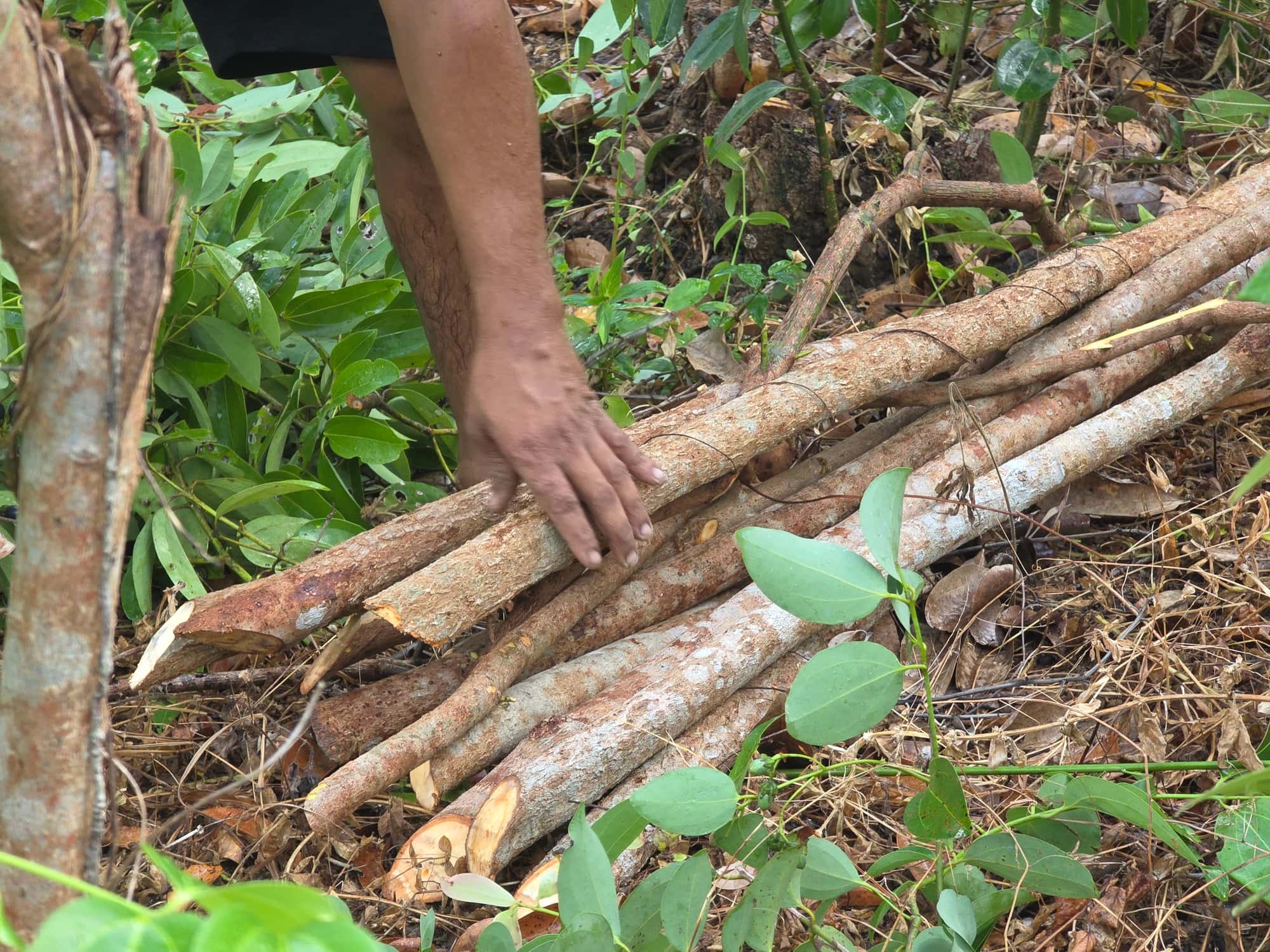 A hand resting on freshly cut cinnamon sticks ready for peeling