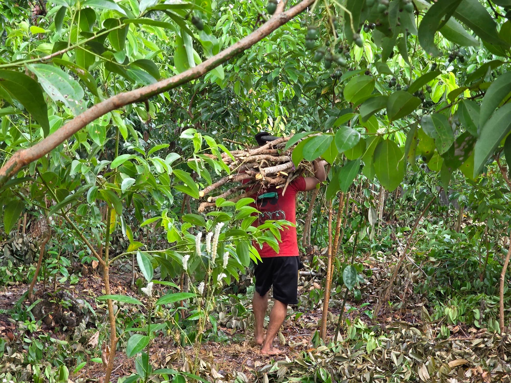 A worker carrying harvested cinnamon through the plantation