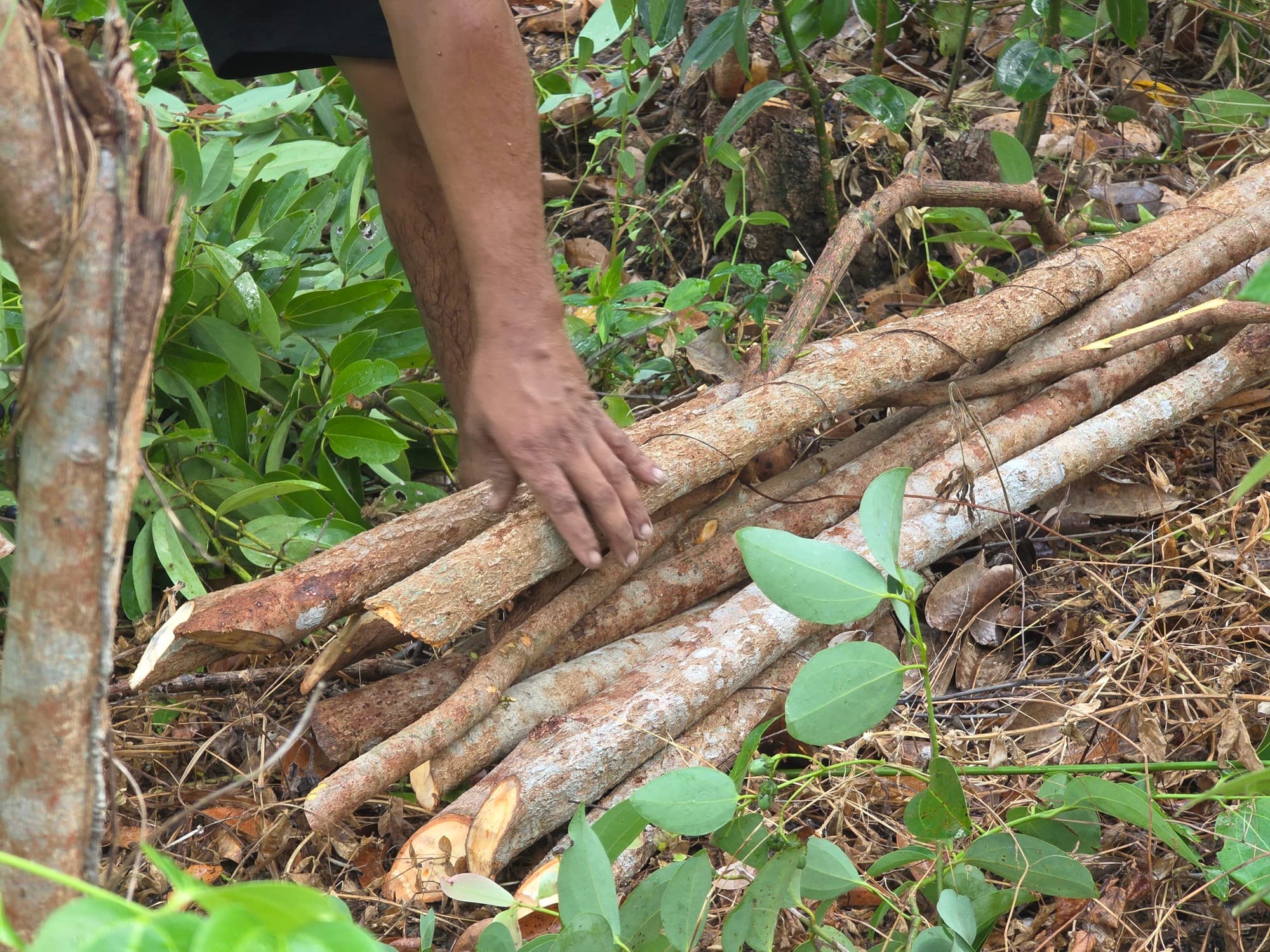 A hand resting on freshly cut cinnamon sticks ready for peeling
