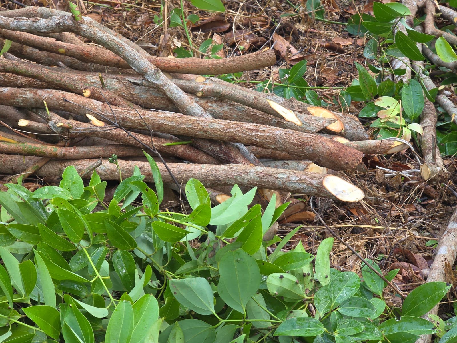 C4 Ceylon Cinnamon Quills