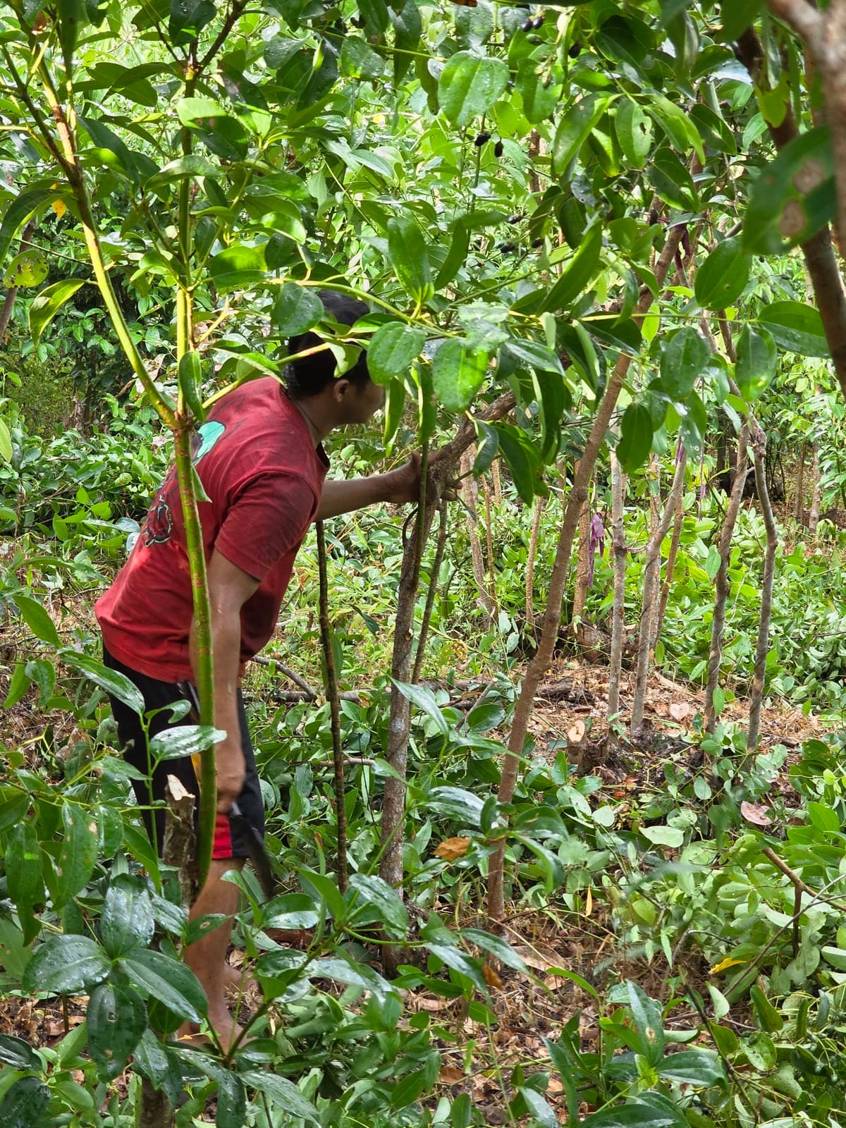 A worker selecting mature cinnamon stems for harvesting