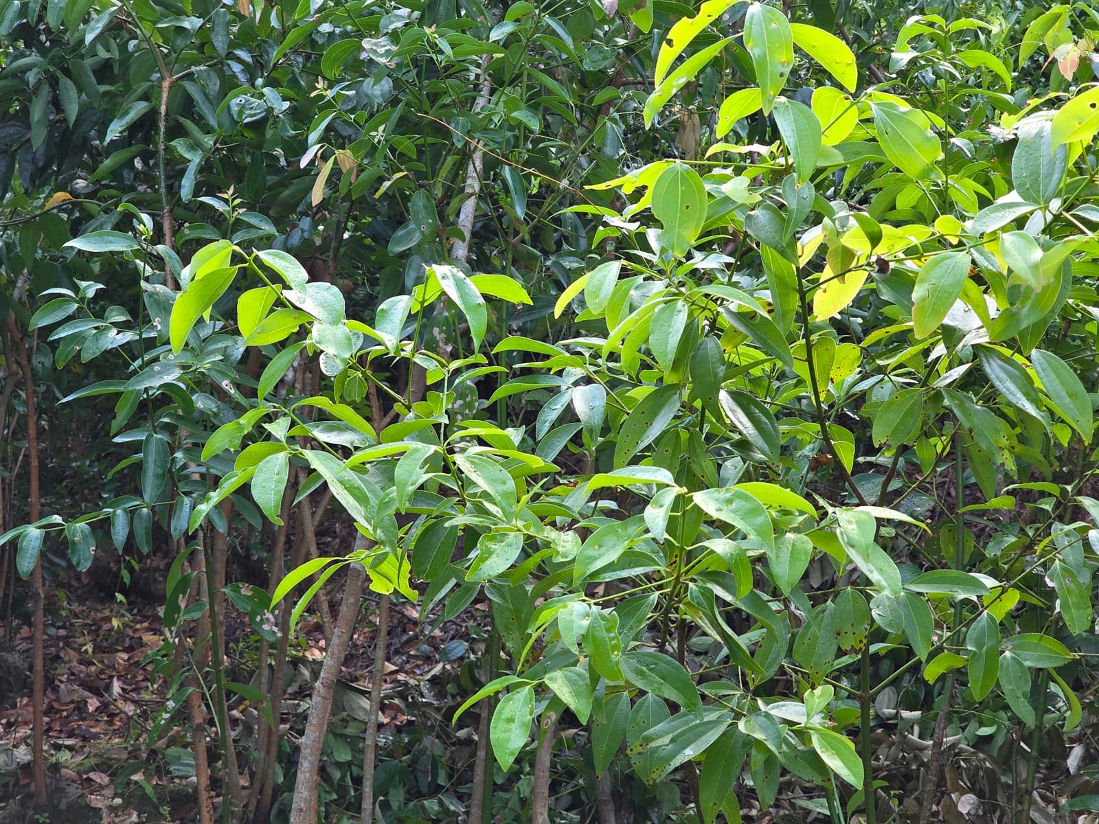 Young Ceylon cinnamon trees growing on the plantation